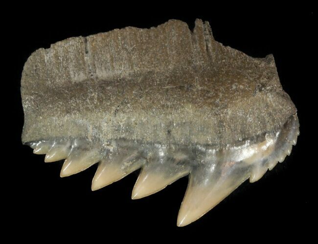 Fossil Cow Shark (Notorhynchus) Tooth - Aurora, NC #47644